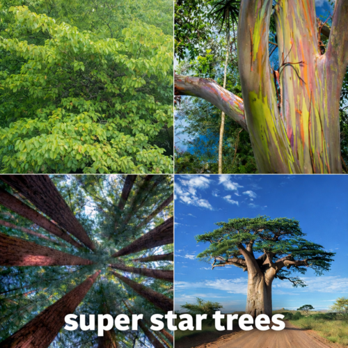 Brainline Stars Tree Super Star Trees Highlight Nature’s Climate Power—And Its Limits ...