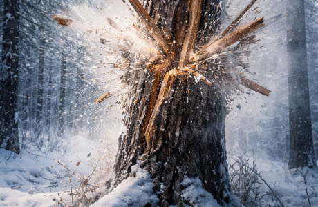 Can Extreme Cold Cause Trees To Explode?