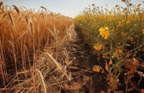 India hot March wheat rapeseed risk