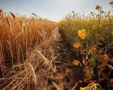 India hot March wheat rapeseed risk