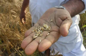 food security India climate change