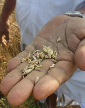 food security India climate change