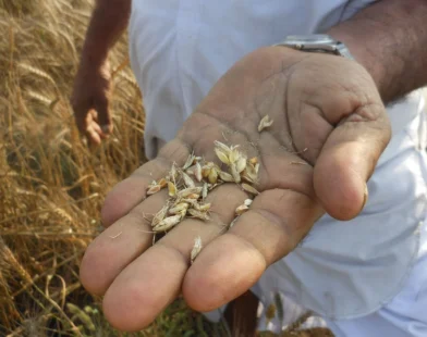 food security India climate change