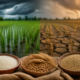 Climate change reducing nutrition in Indian staple crops like rice wheat and millet 80x80