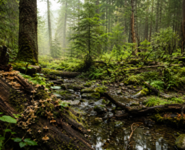 nature can heal itself