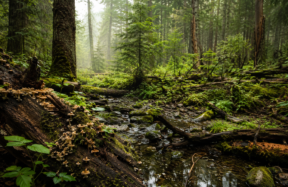 nature can heal itself