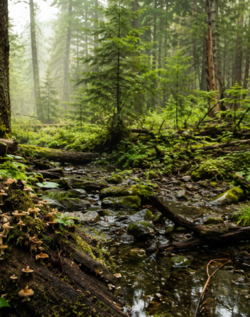 nature can heal itself