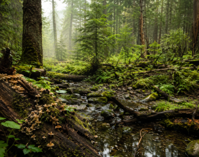 nature can heal itself