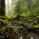 Nature can repair itself 80x80