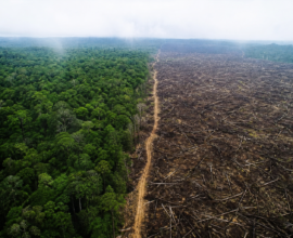 Tropical forest loss slows globally in 2025 but India faces forest conservation risks