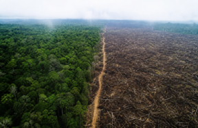 Tropical forest loss slows globally in 2025 but India faces forest conservation risks