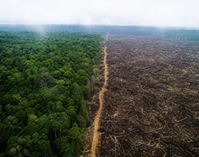 Tropical forest loss slows globally in 2025 but India faces forest conservation risks