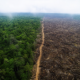 Tropical Forest Loss Falls 36_ In 2025 80x80