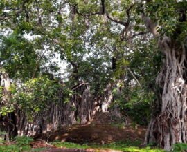 Endangered Trees