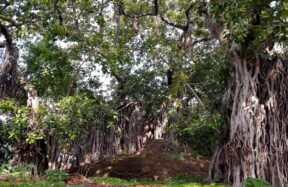 Endangered Trees