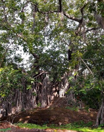 Endangered Trees