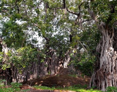 Endangered Trees