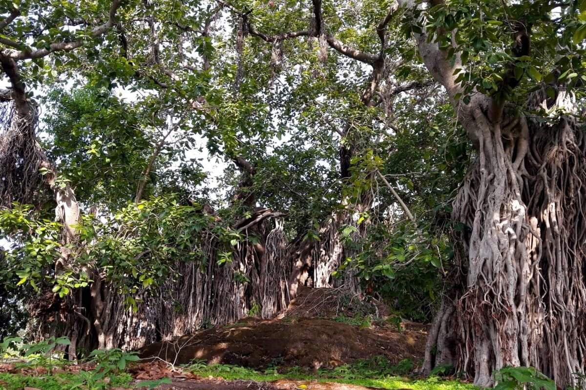 Endangered Trees